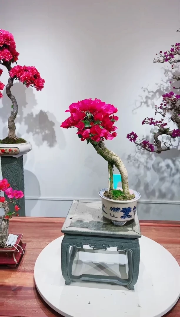 【闪购商品】波尔多红