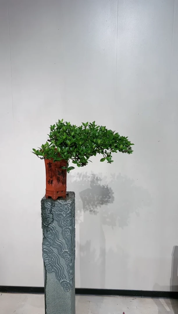 【闪购商品】盆景栀子花