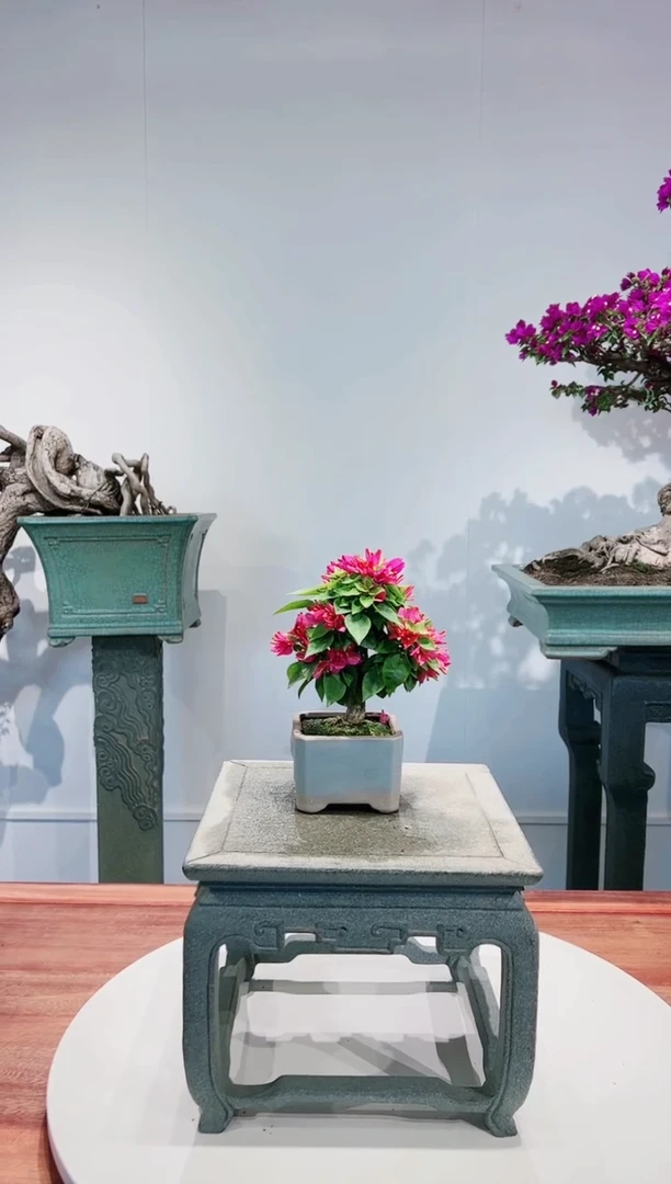 【闪购商品】小桃红