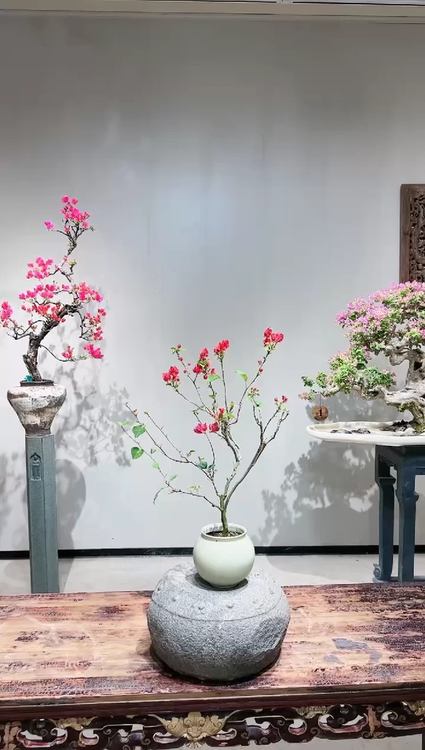【闪购商品】盆景韩国红