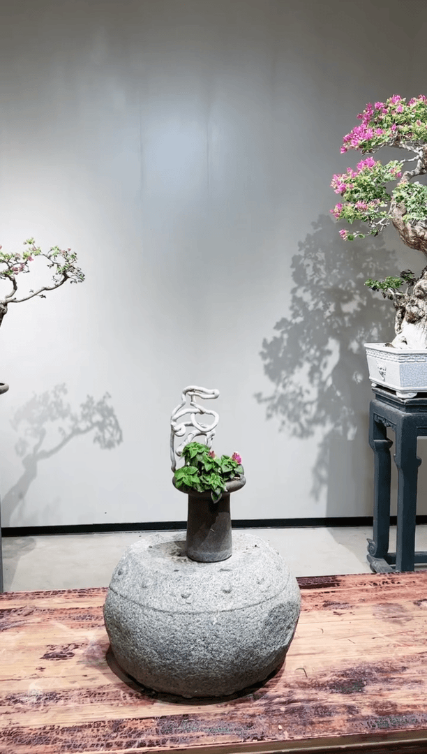 【闪购商品】小桃红