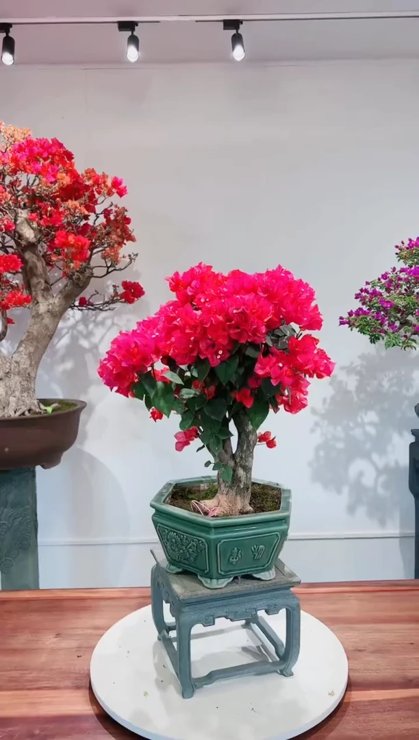 【闪购商品】同安红