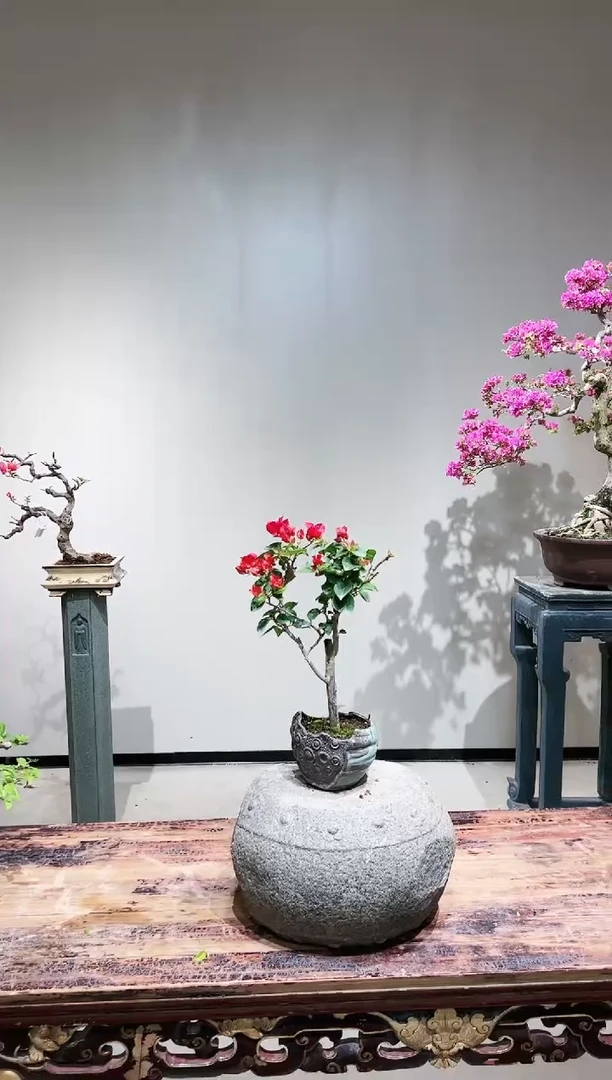 【闪购商品】巴特夫人