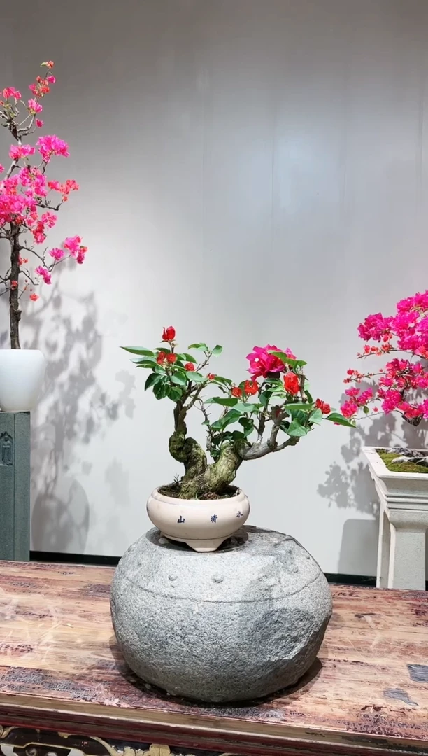 【闪购商品】盆景中国红