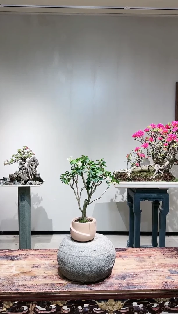 【闪购商品】维拉白