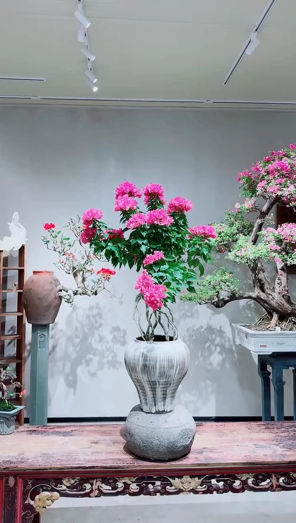 【闪购商品】比巴粉