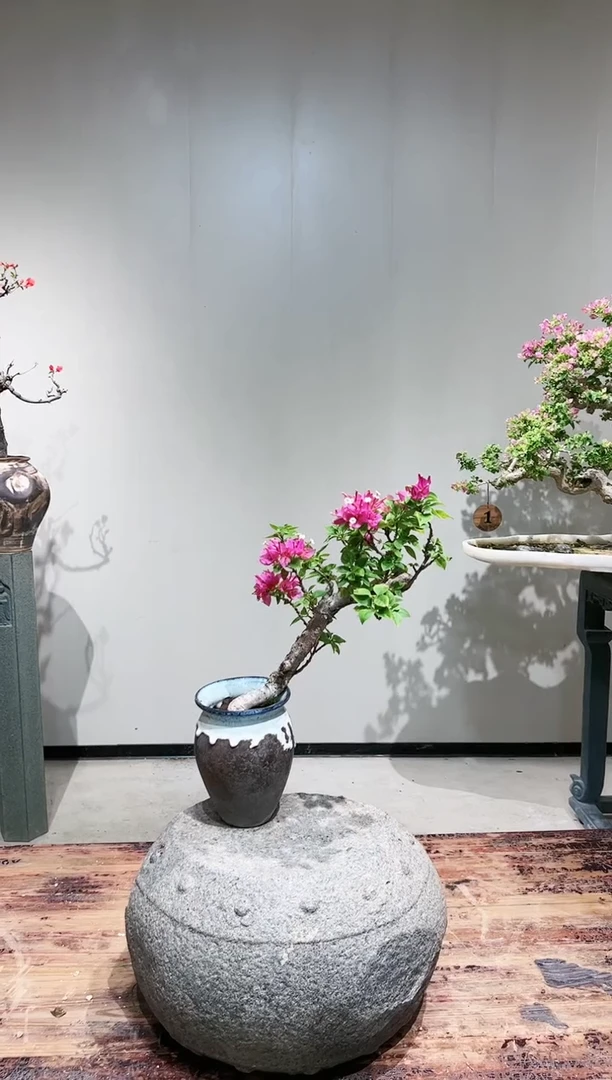 【闪购商品】盆景小叶紫