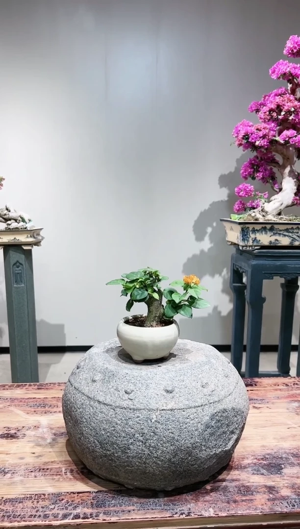 【闪购商品】加州黄金