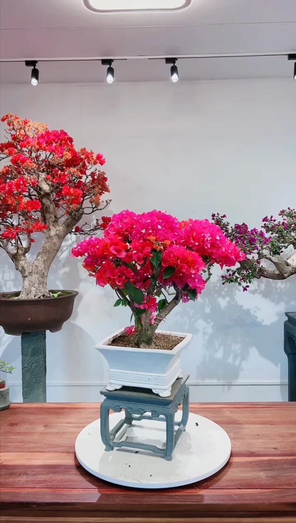 【闪购商品】同安红