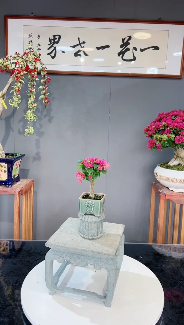 【闪购商品】小桃红