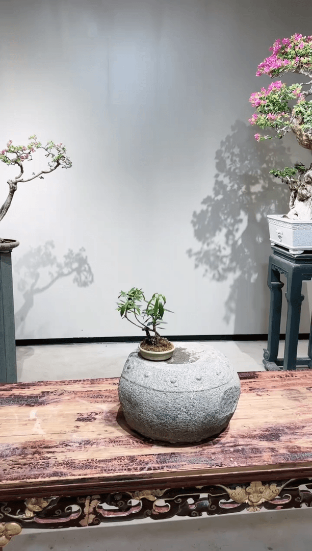 【闪购商品】柳叶栀子花