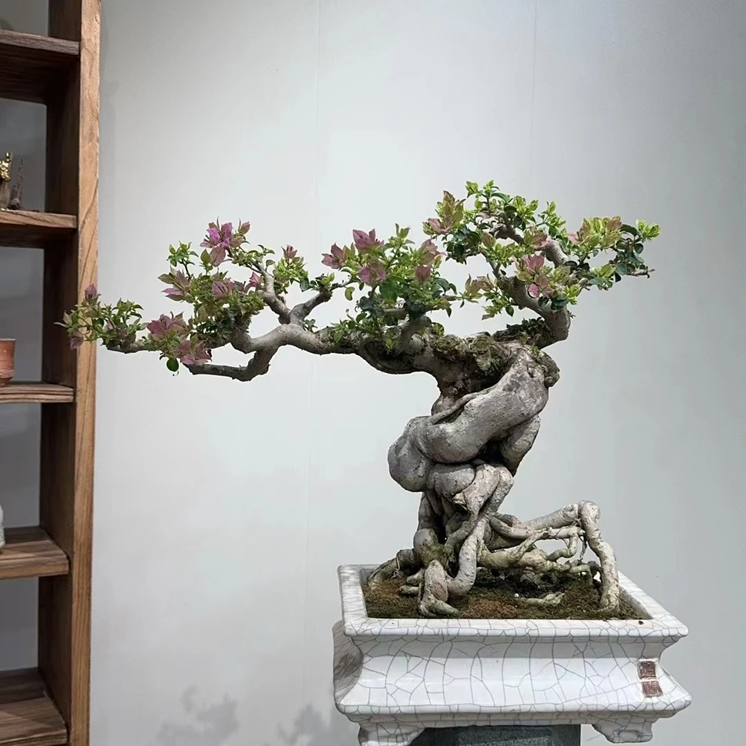三角梅盆景老桩小叶紫三角梅