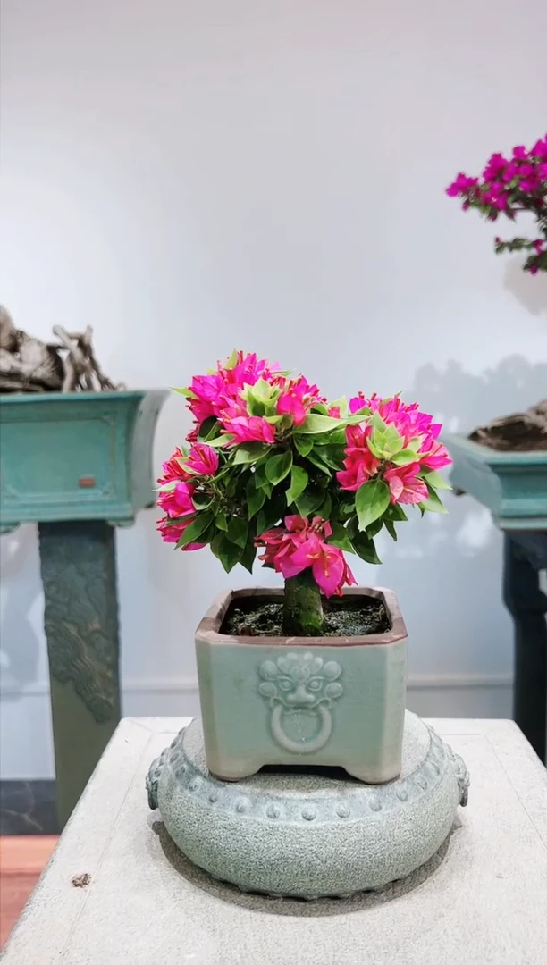 【闪购商品】小桃红