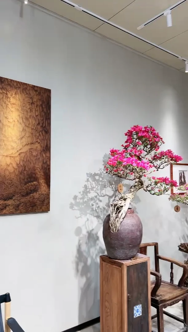 【闪购商品】盆景广红缨