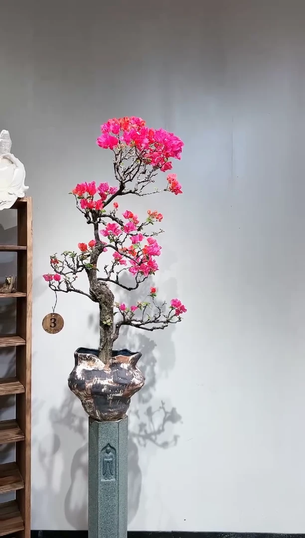 【闪购商品】盆景同安红