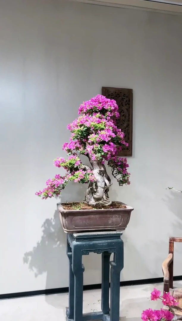 【闪购商品】小叶紫，绿樱