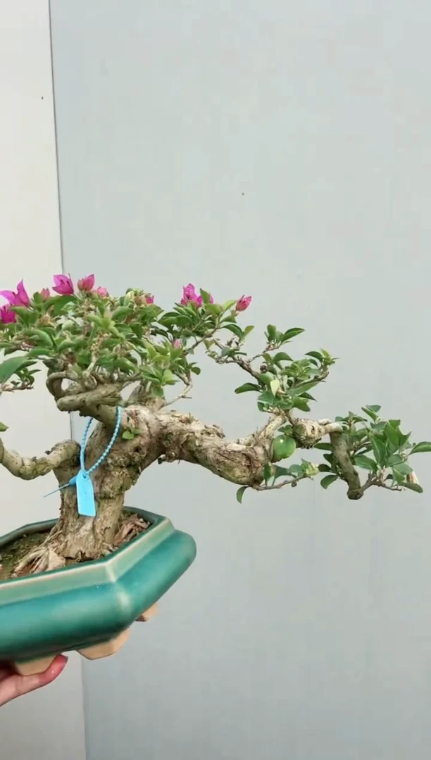 【闪购商品】小叶紫