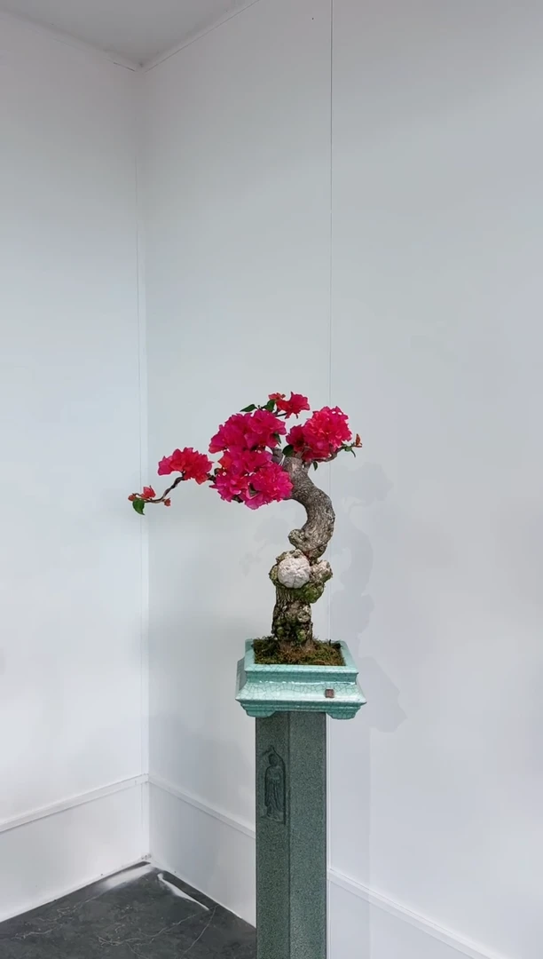 【闪购商品】同安红