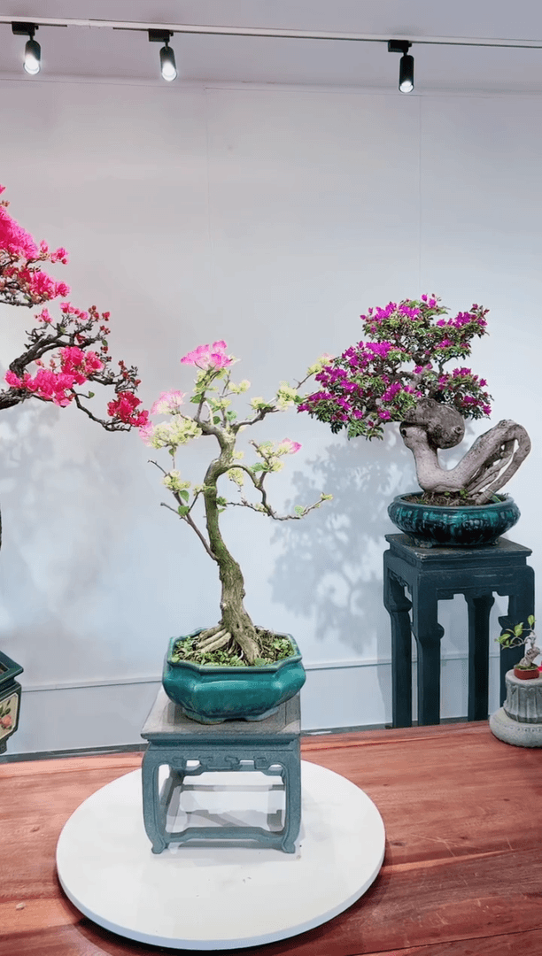 【闪购商品】绿樱花