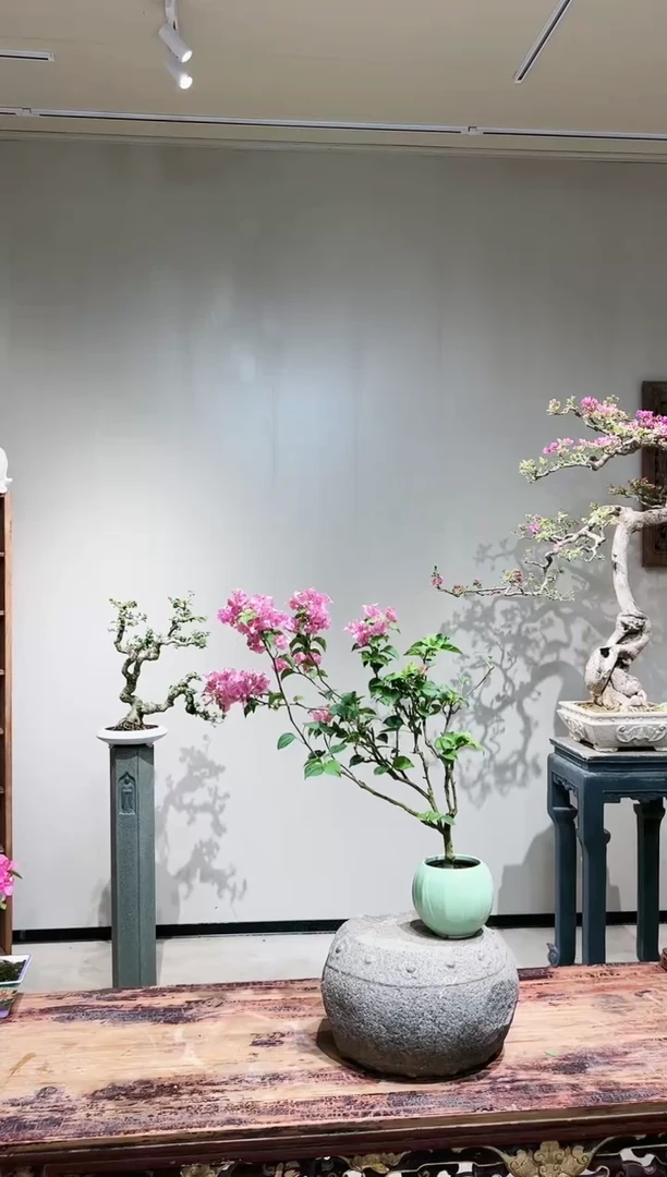 【闪购商品】三角梅