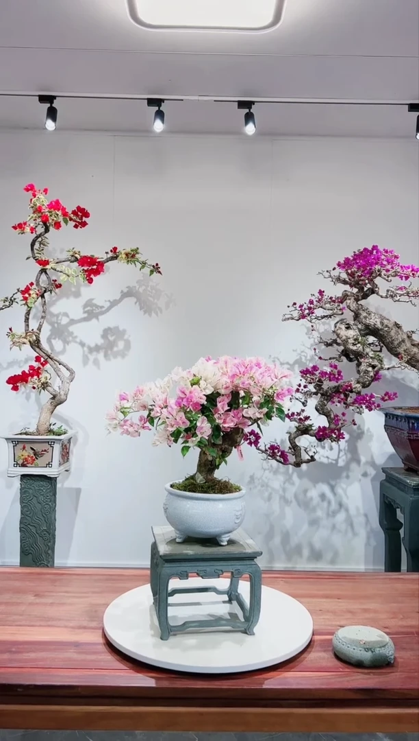 【闪购商品】章红樱