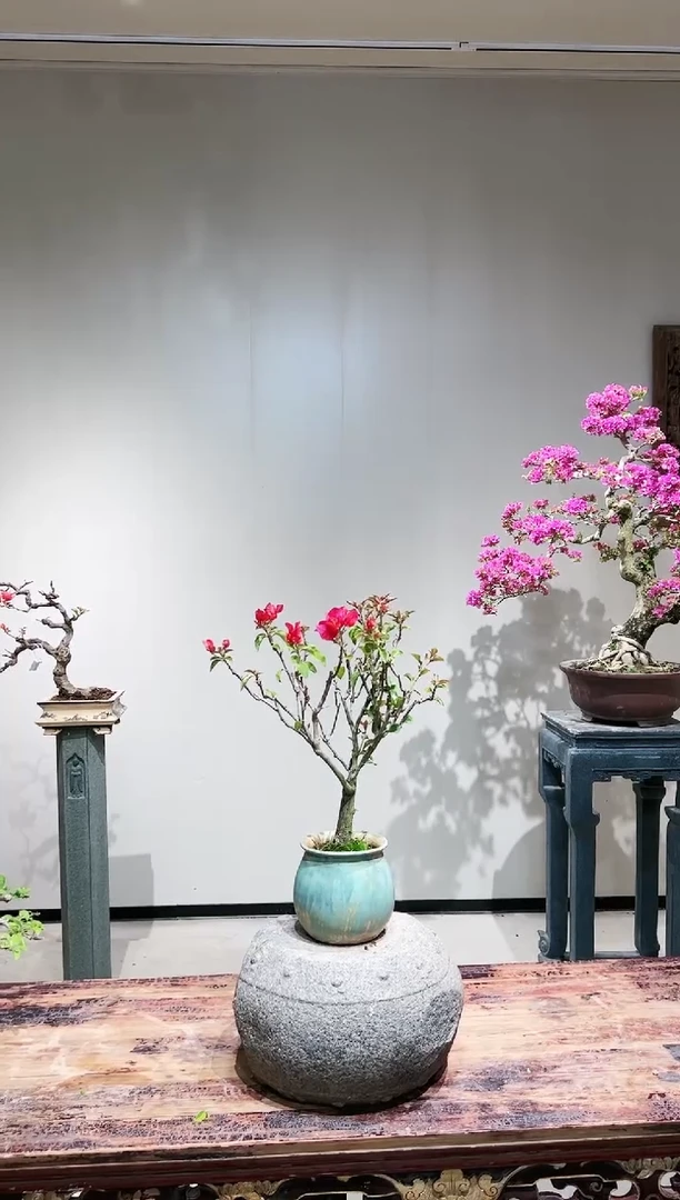 【闪购商品】巴特夫人