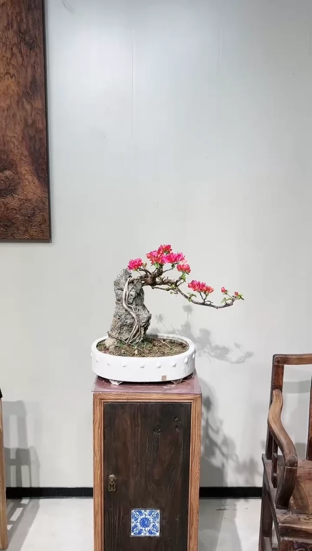 【闪购商品】附石同安红