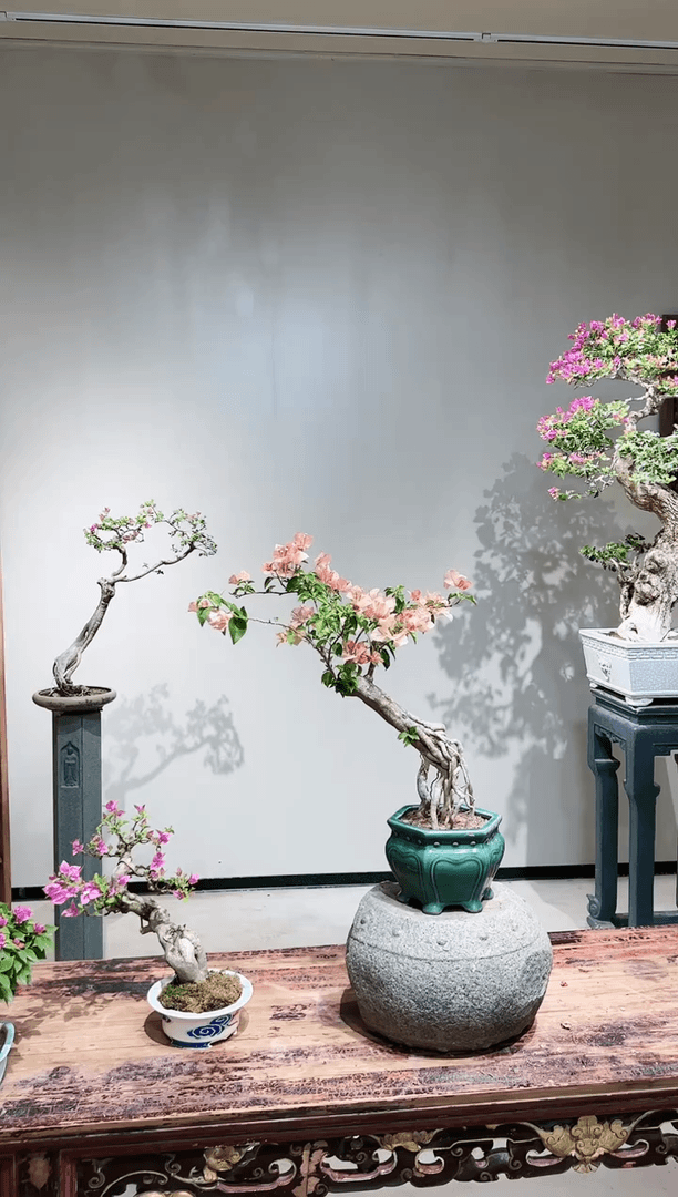 【闪购商品】日不落