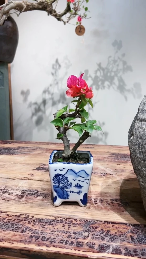 【闪购商品】盆景同安红