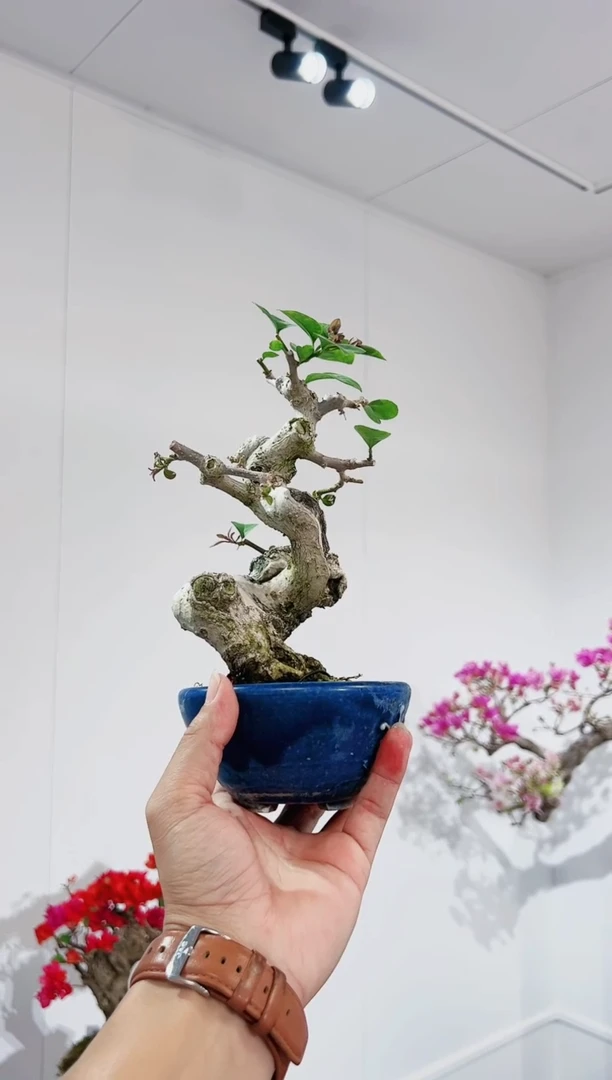 【闪购商品】小叶紫