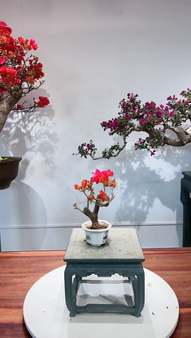 【闪购商品】同安红