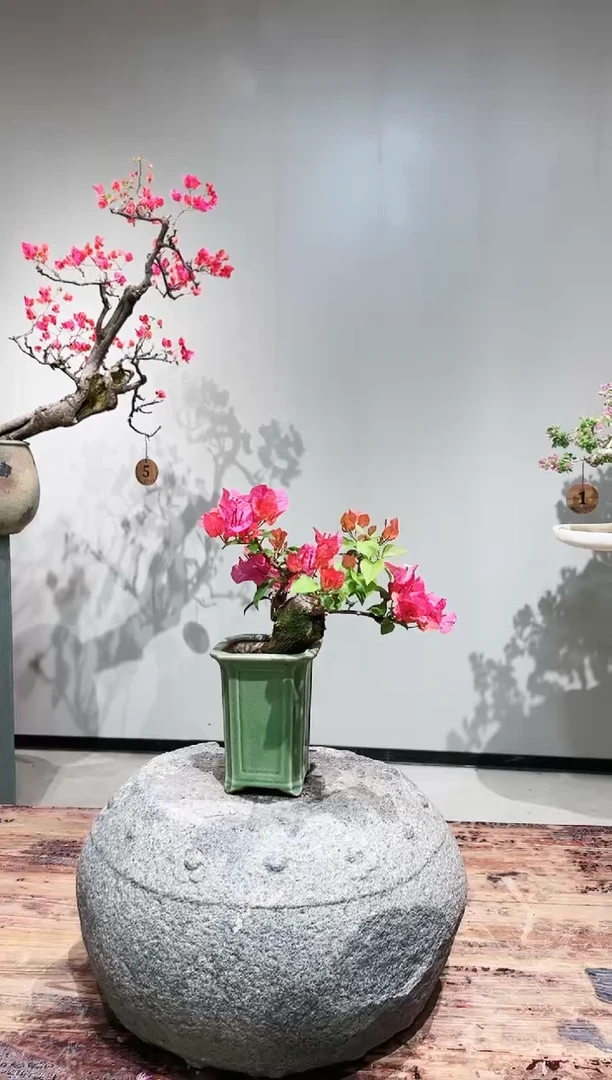 【闪购商品】盆景同安红