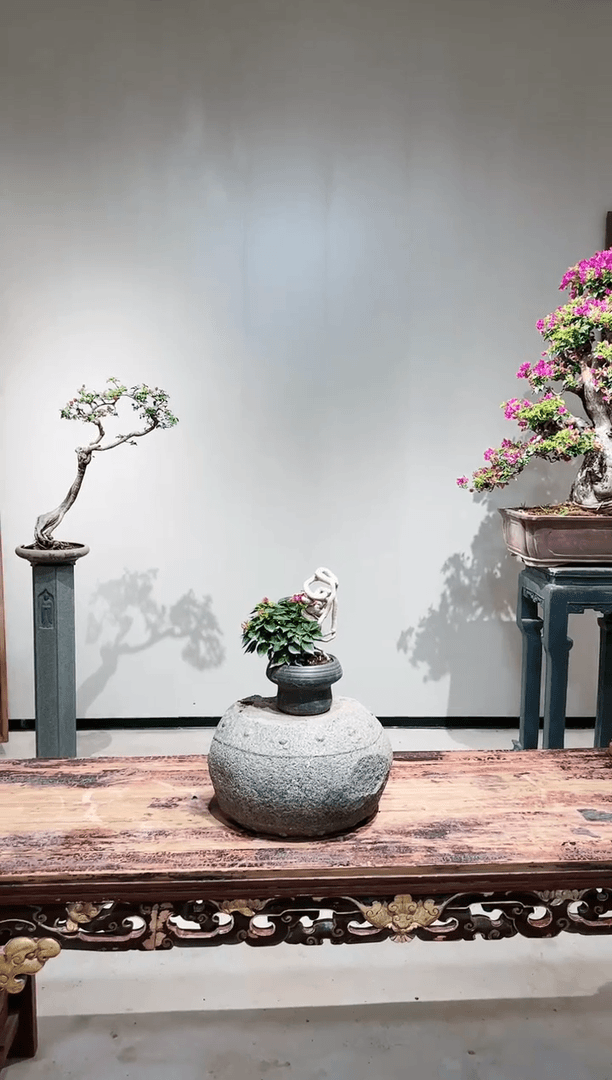 【闪购商品】小桃红