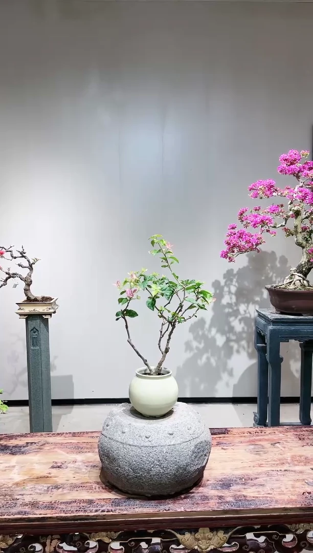 【闪购商品】宫粉三角梅