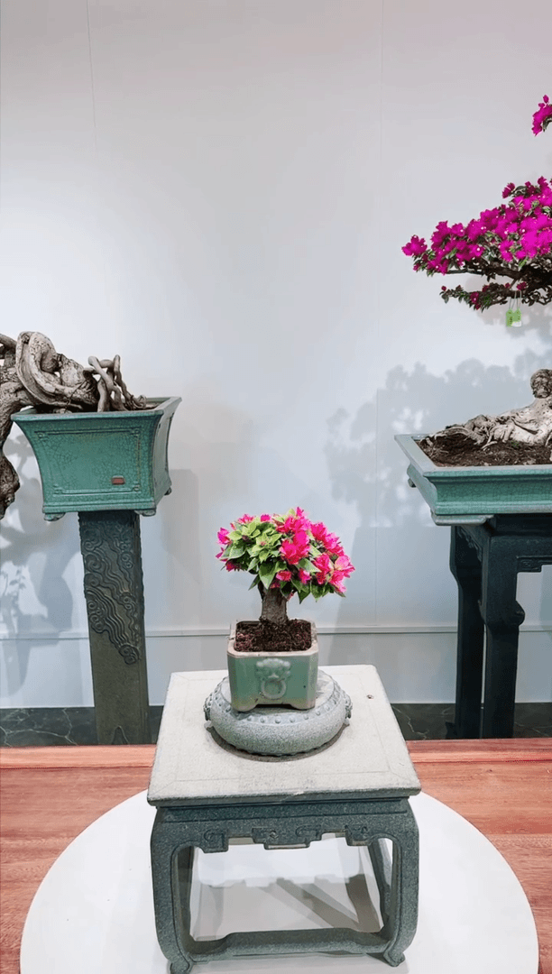 【闪购商品】小桃红