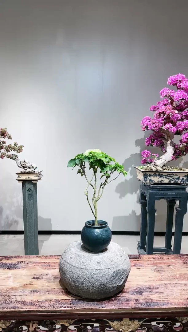 【闪购商品】小绿樱