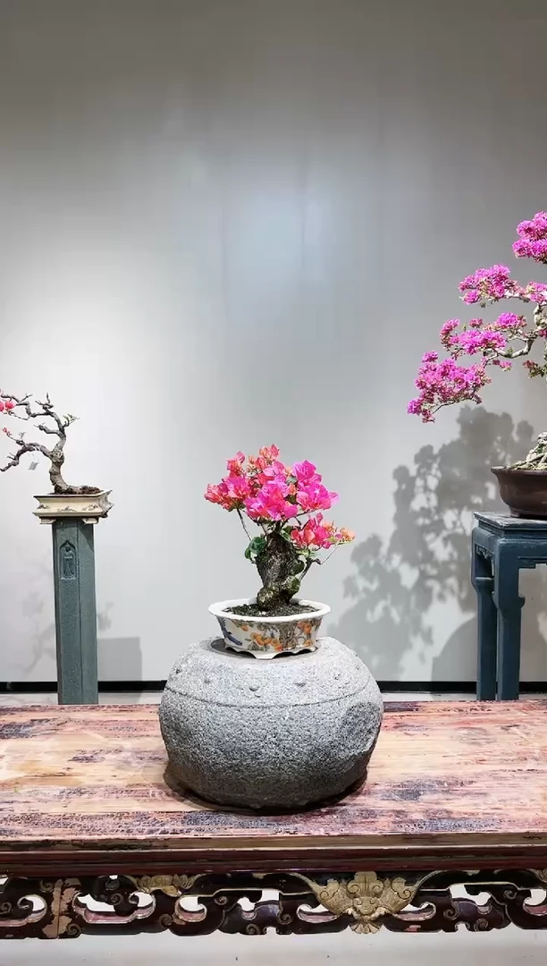 【闪购商品】同安红