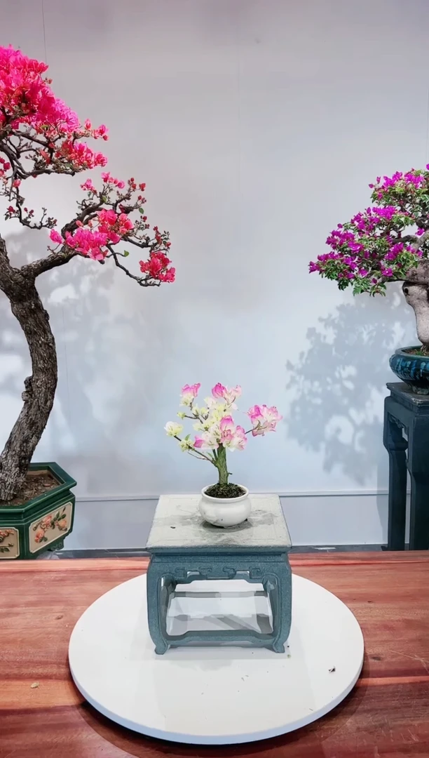 【闪购商品】小绿樱