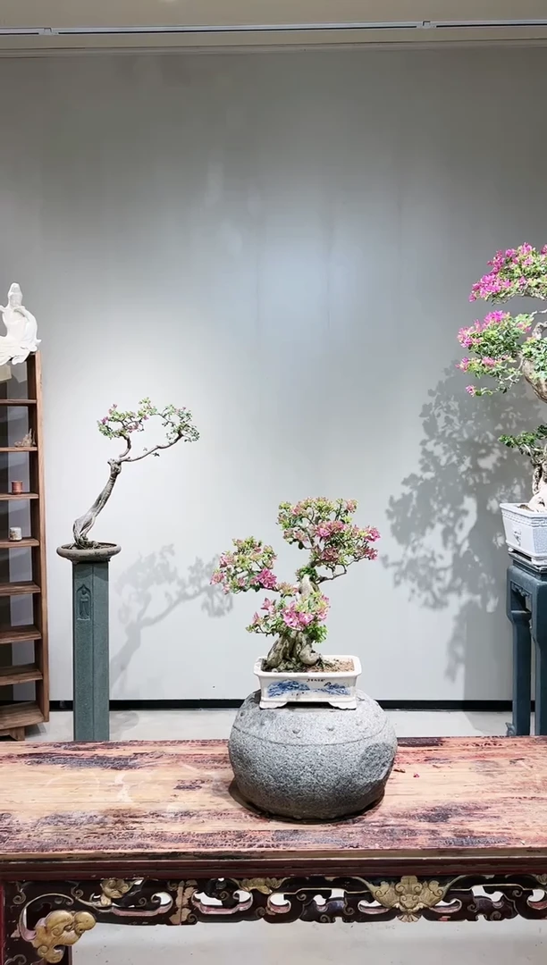 【闪购商品】小叶紫