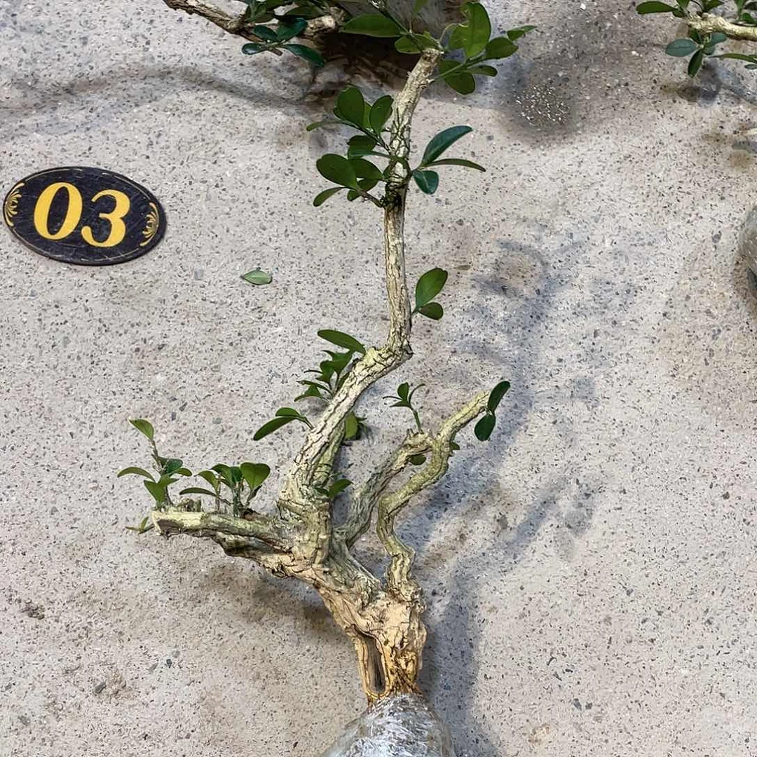 红陶20CM（含）-50CM（不含）常*