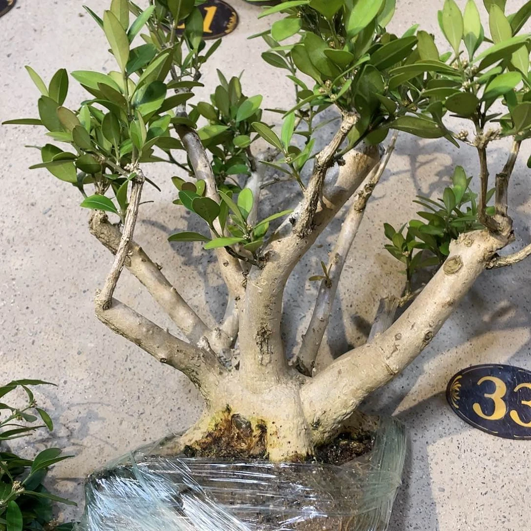 红陶20CM（含）-50CM（不含）景
