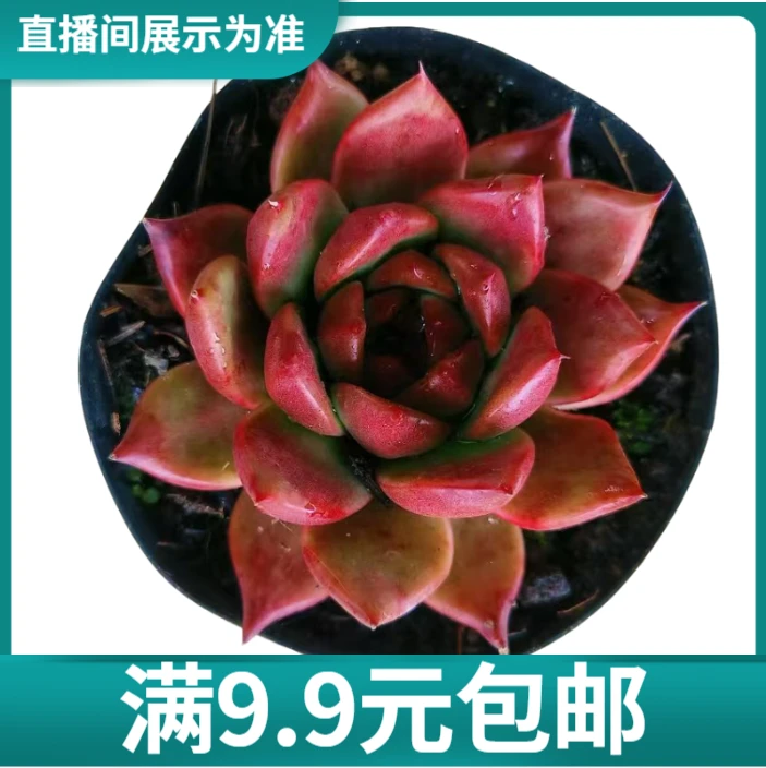 满9.9元包邮 阿姆斯壮12 多肉植物 直播间展示为准