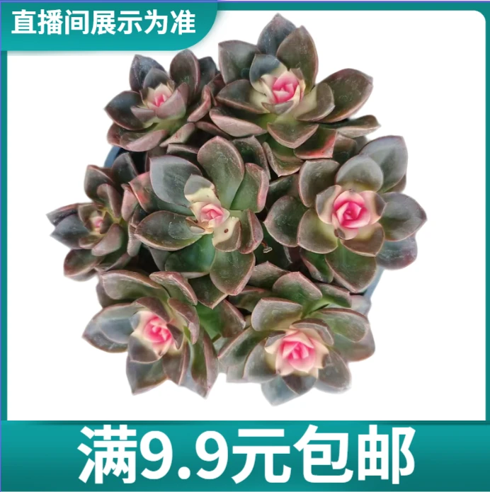 满9.9元包邮 爱莎公主  多肉植物 直播间展示为准