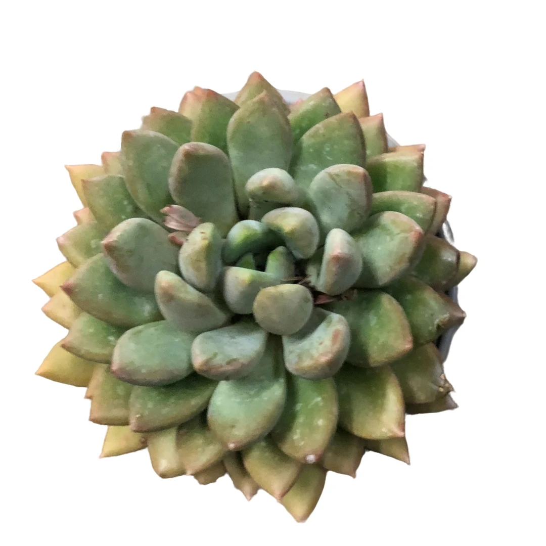 满9.9元包邮 红象牙 多肉植物 （直播间展示为主）