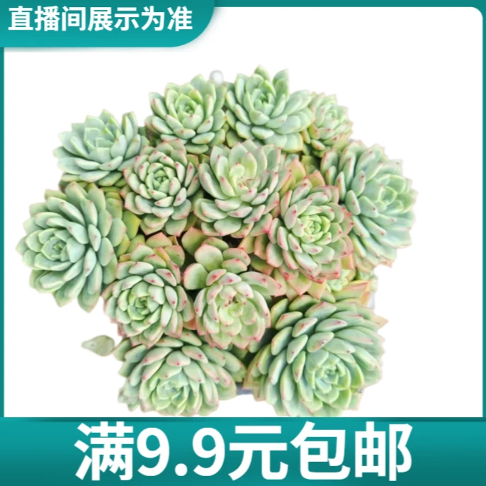 满9.9元包邮 冬焰 多肉植物 （直播间展示为主）
