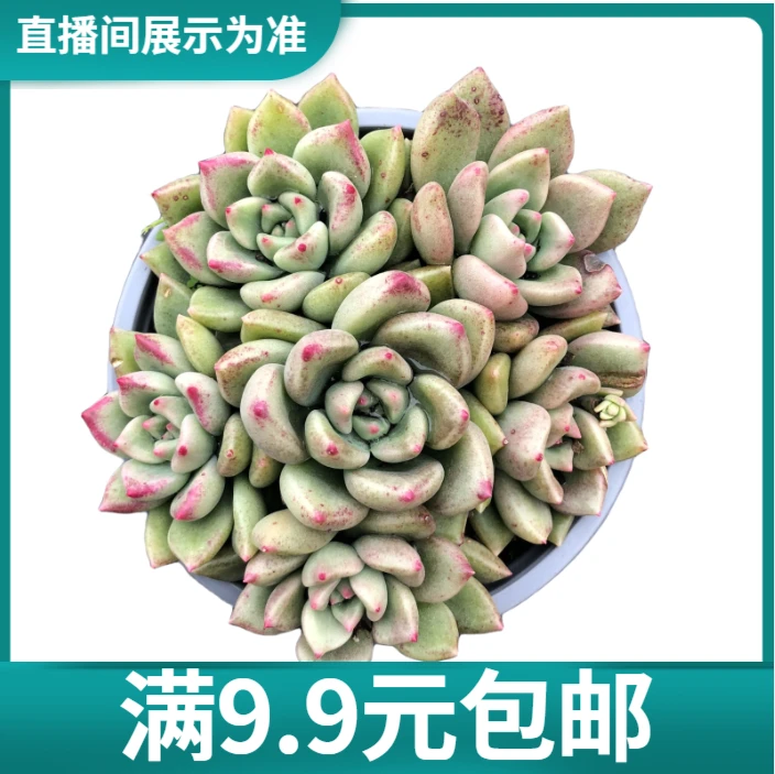满9.9元包邮 璀璨脱土多肉植物（直播间展示为准）