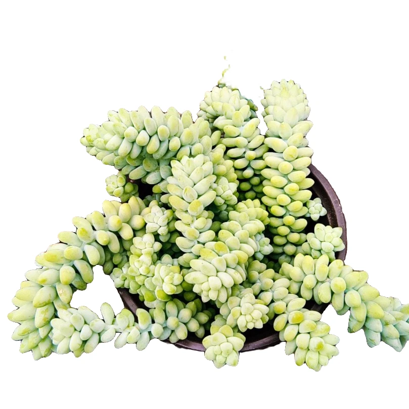 满9.9元包邮 玉坠带盆（轻微断枝不售后） 多肉植物 直播间展示为准