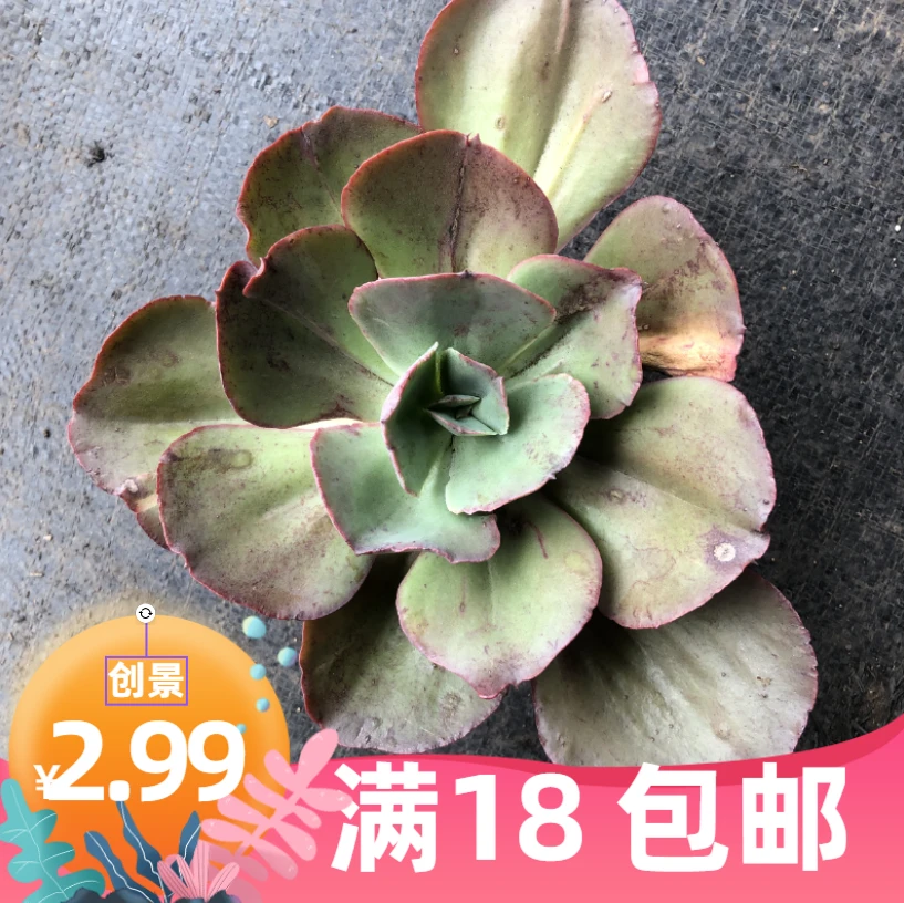 初吻 满18元包邮 多肉植物 （直播间展示为准）