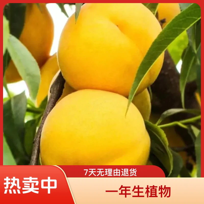 黄金密4号高糖黄肉小鸡毛桃桃树果树8月底成熟身份证12月份发苗