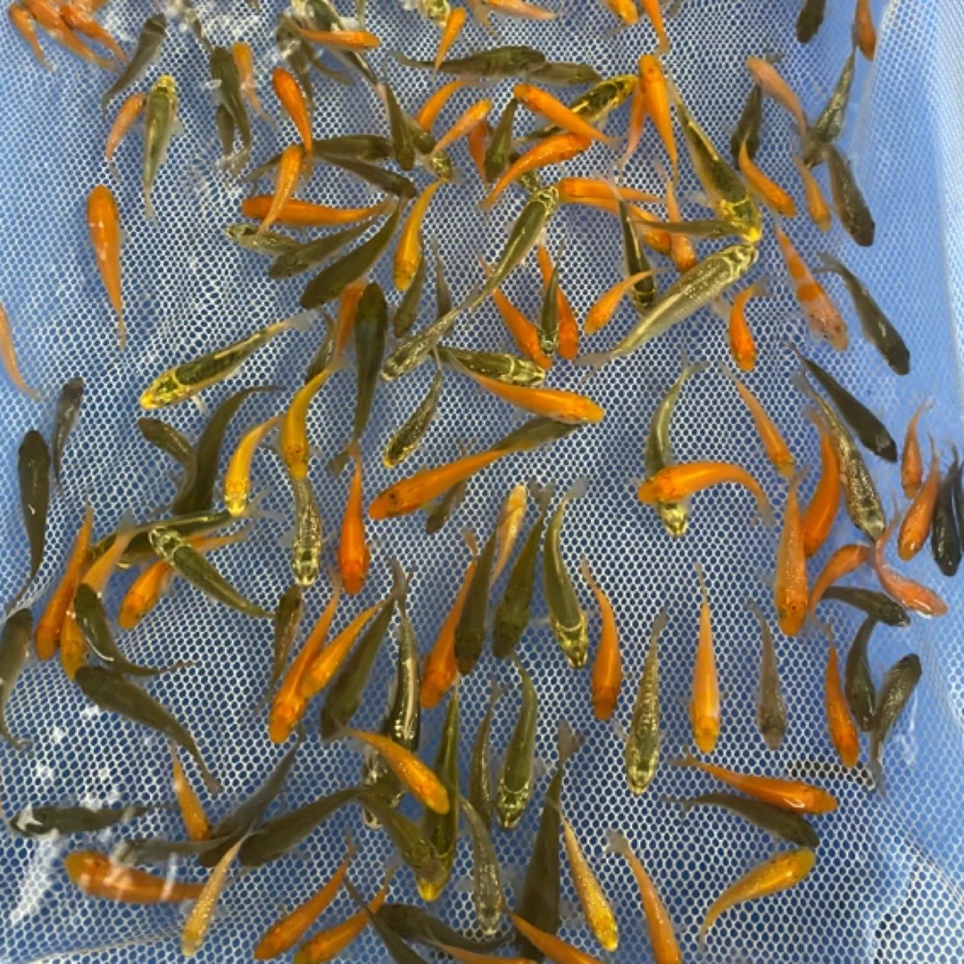 锦荣纯血统4-6公分单色鱼苗